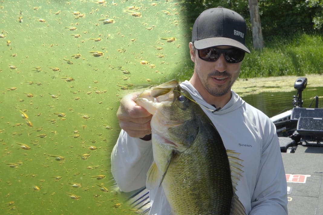 How to Catch FryGuarders in the Spring with Bob Downey Bass Utopia